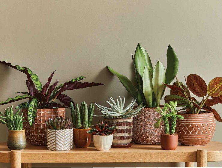 group of plants on a table