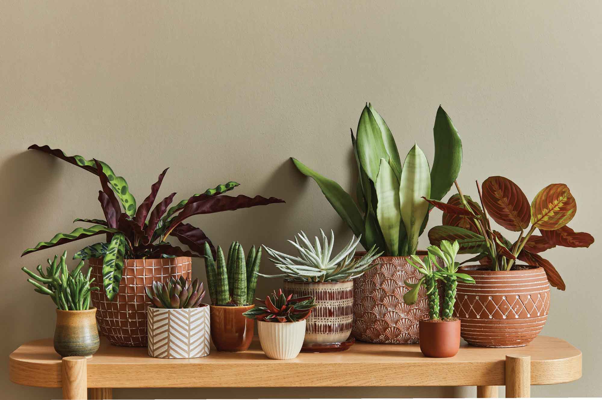 group of plants on a table