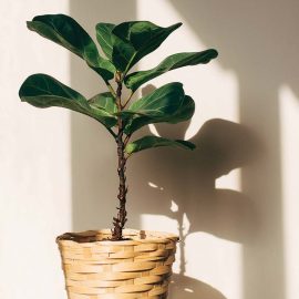 plant