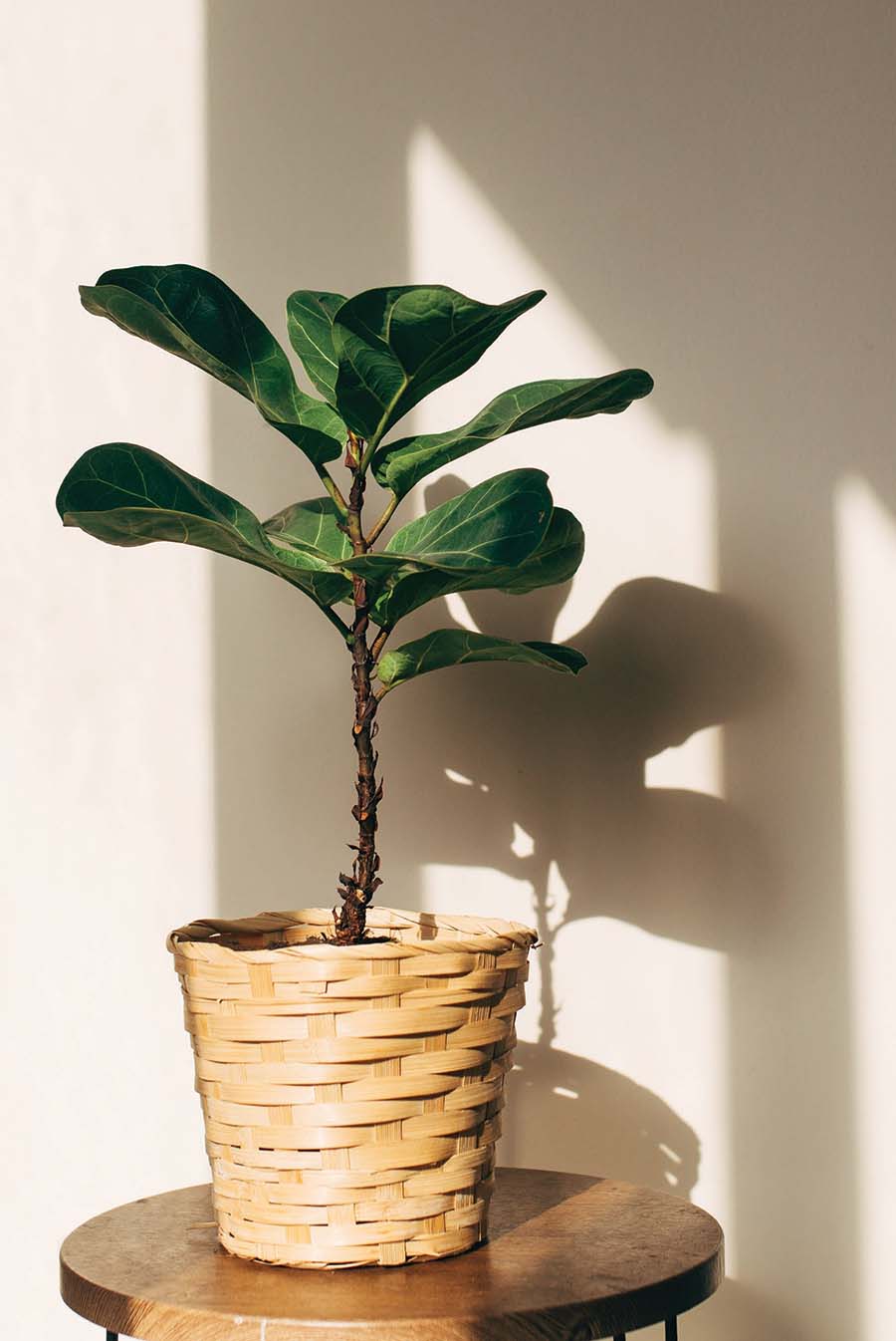 plant