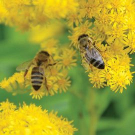 bees