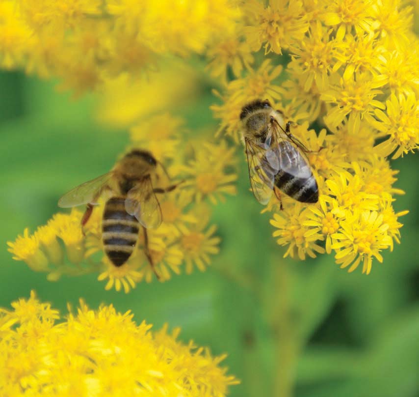 bees