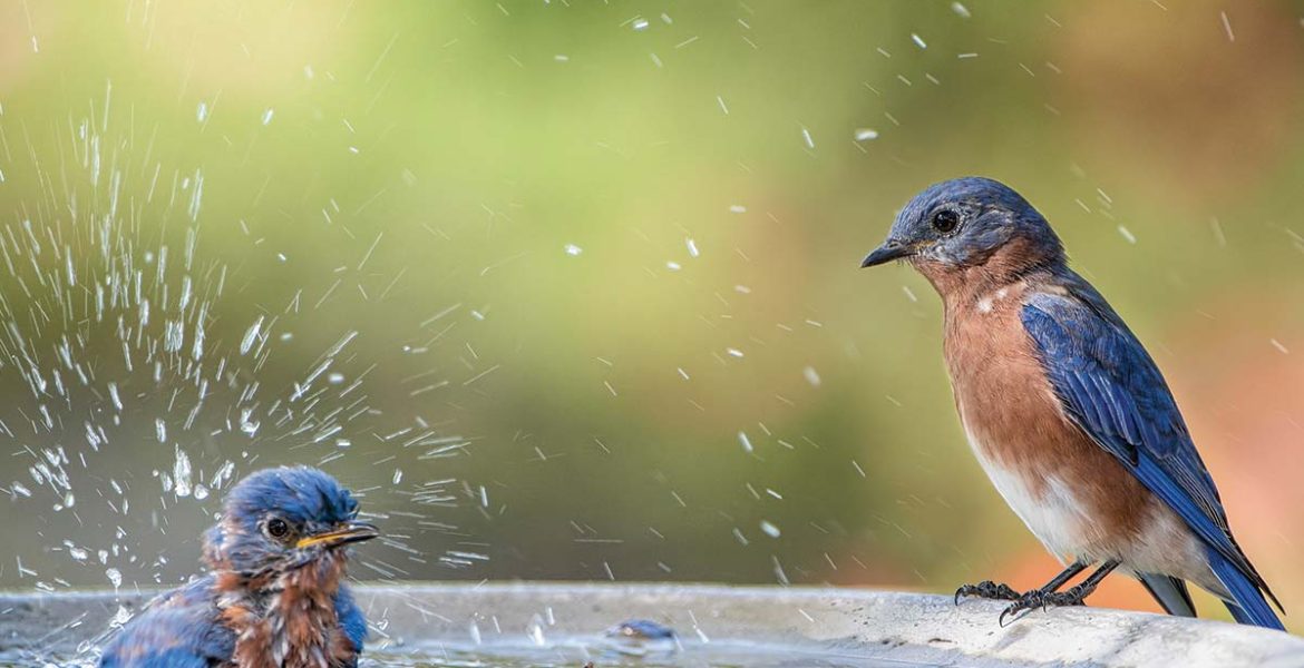 bluebirds in a bird bath