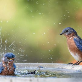bluebirds in a bird bath