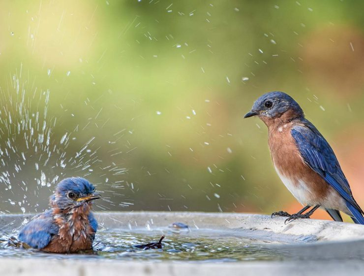 bluebirds in a bird bath