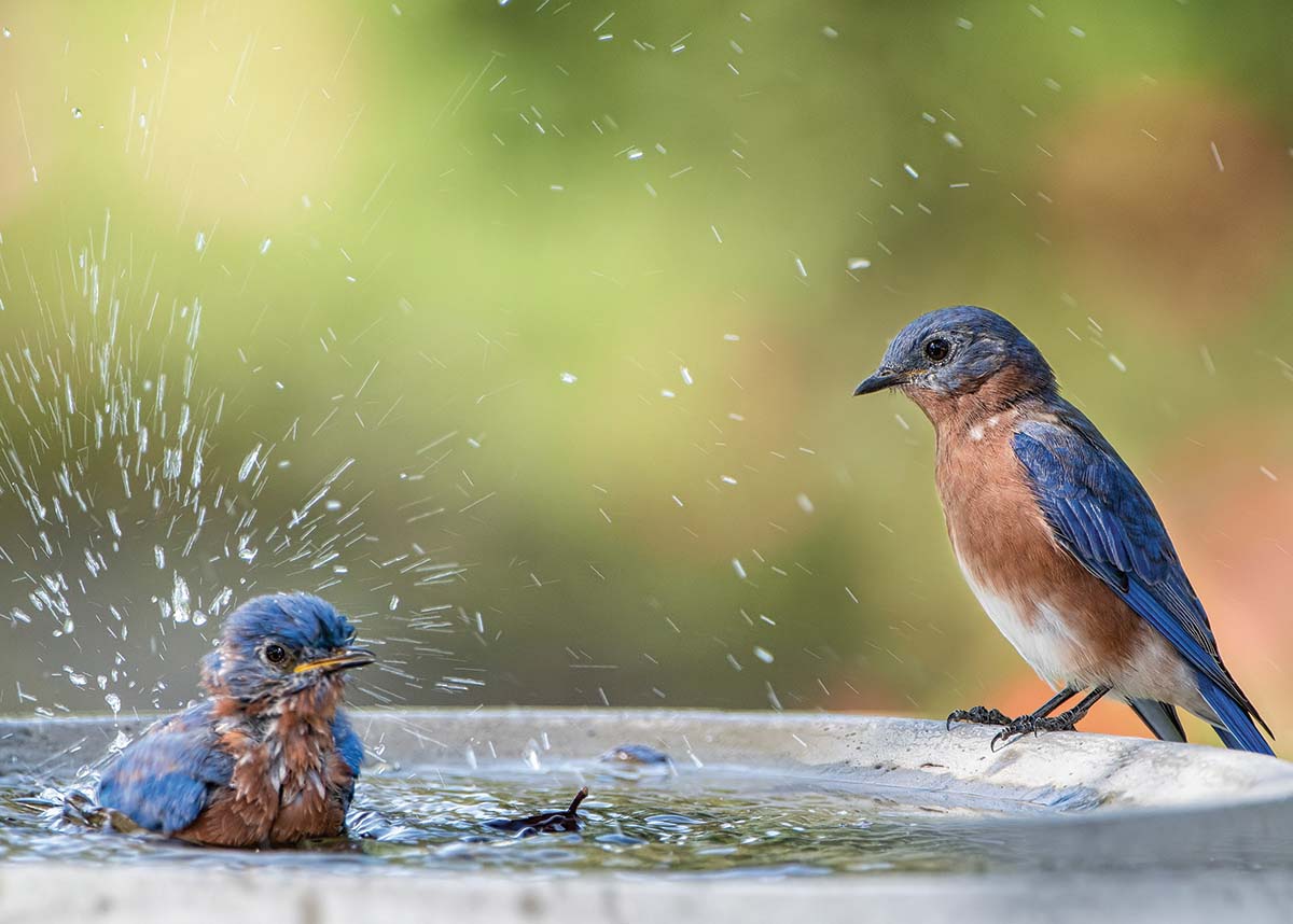 bluebirds in a bird bath