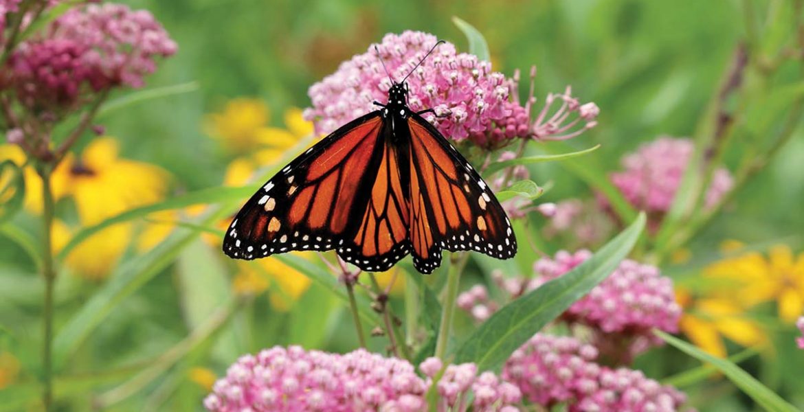 butterfly