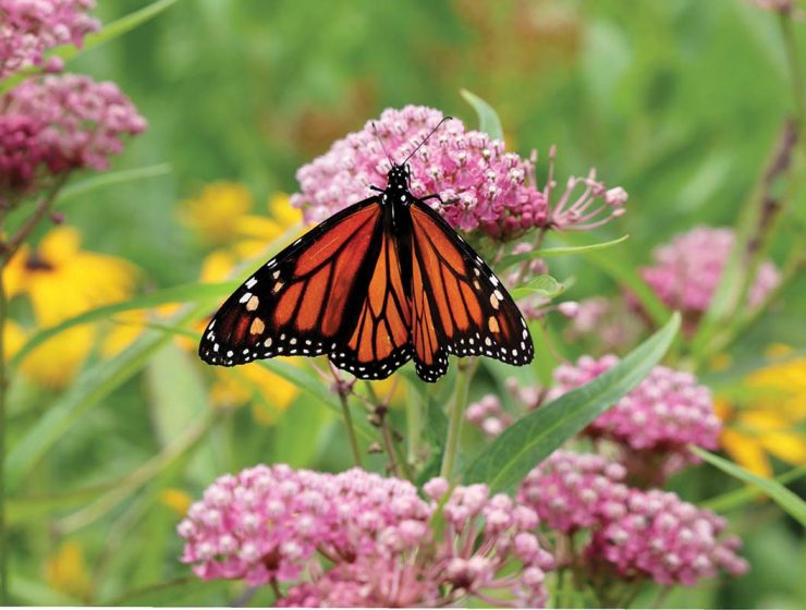 butterfly