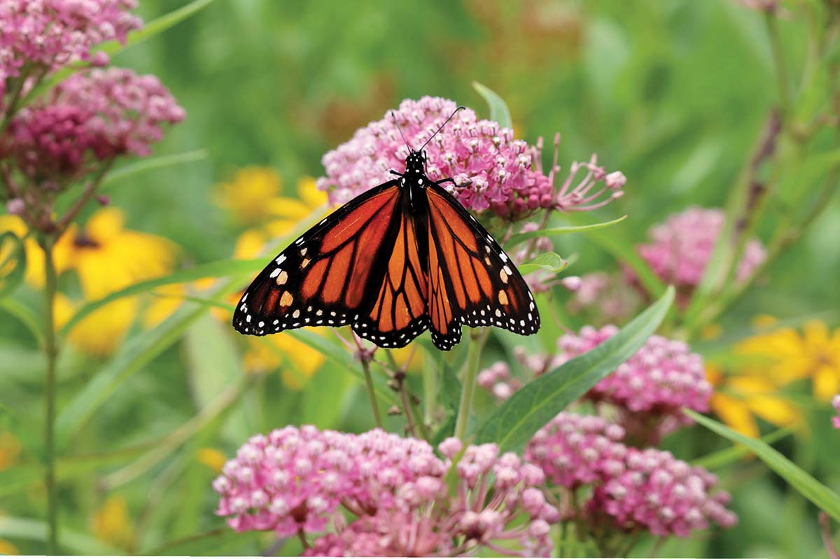 butterfly