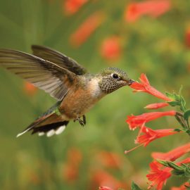 hummingbird