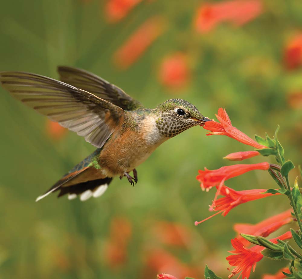 hummingbird