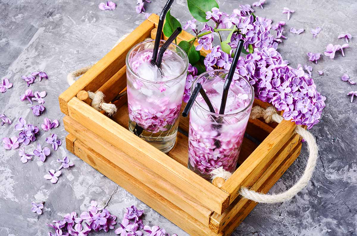 lilac gin fizz cocktail