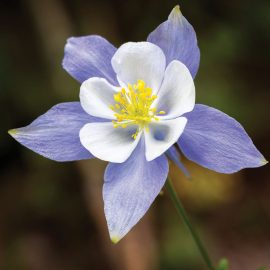 Rocky Mountain columbine