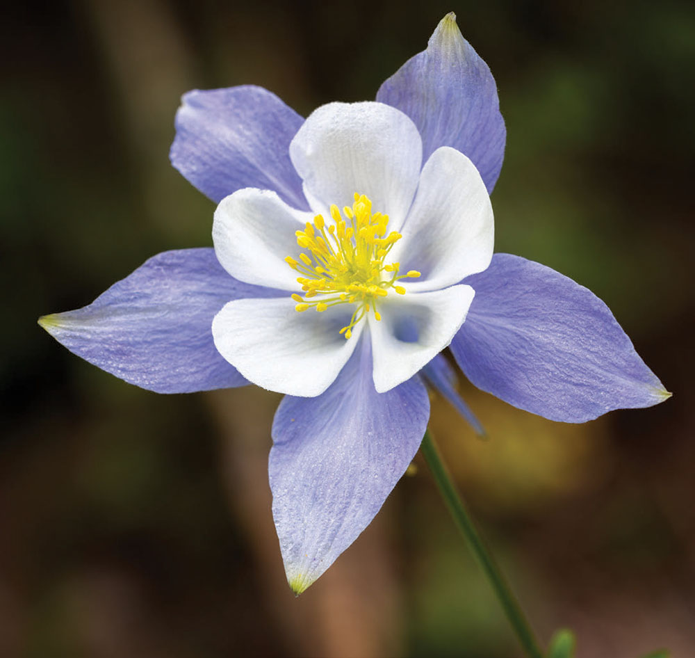 Rocky Mountain columbine