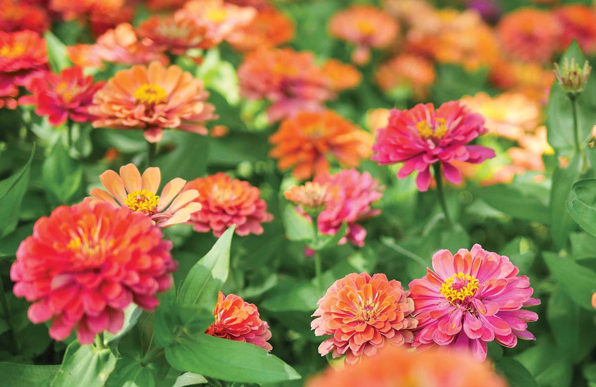 flowers