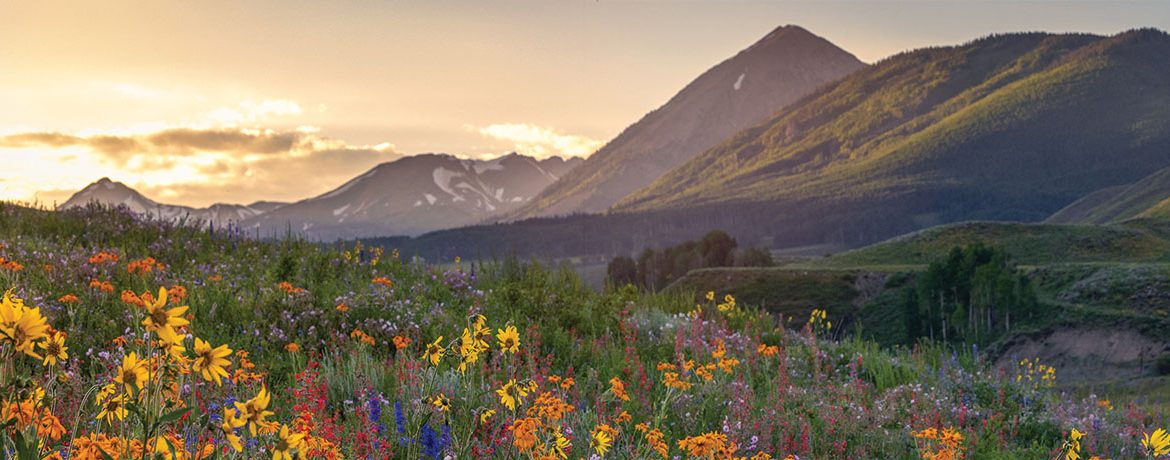 mountains and wildflowers