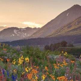 mountains and wildflowers