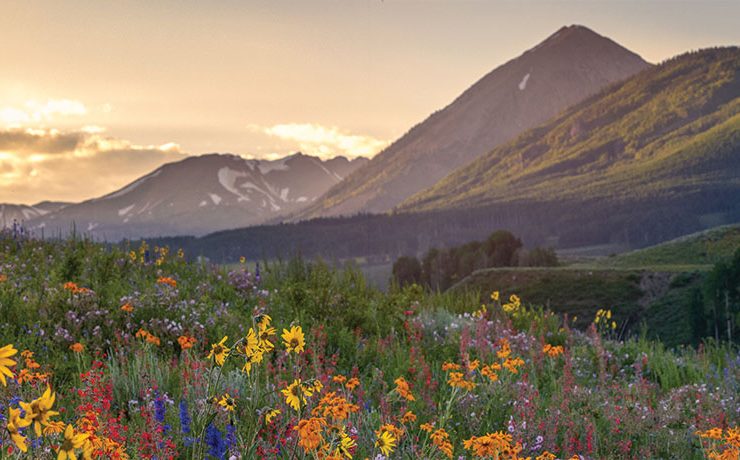 mountains and wildflowers