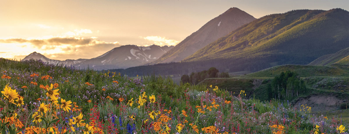 mountains and wildflowers