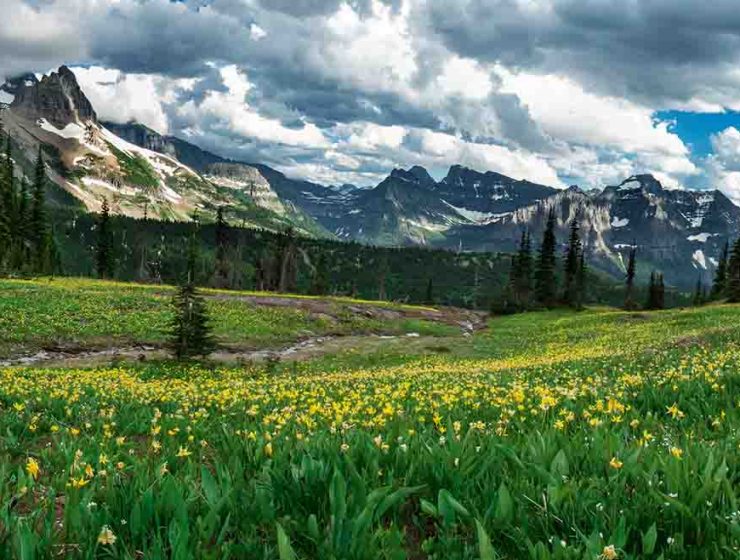 Granite Park in Bloom