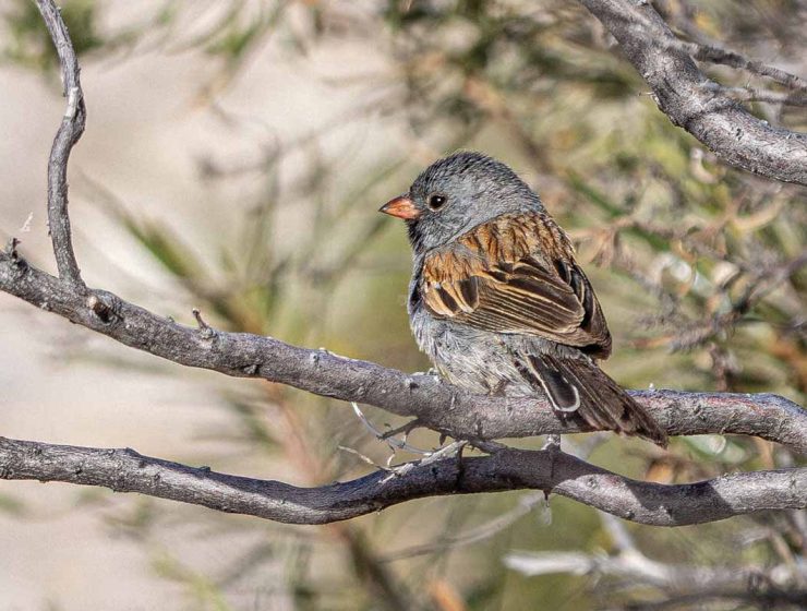 backyard birding