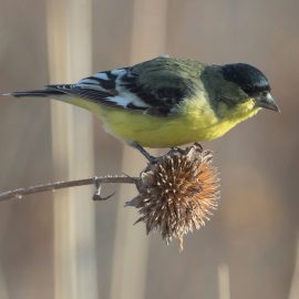 goldfinch