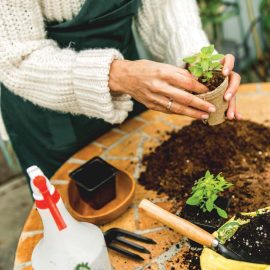 potting plants
