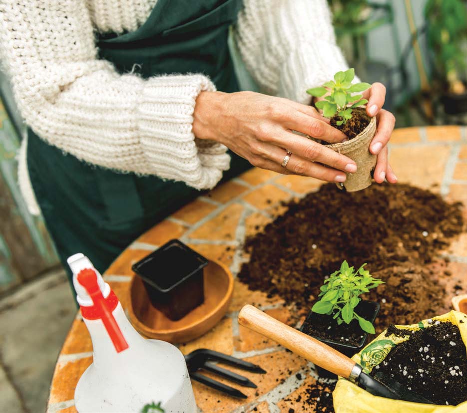potting plants