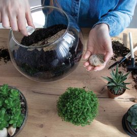 building a terrarium