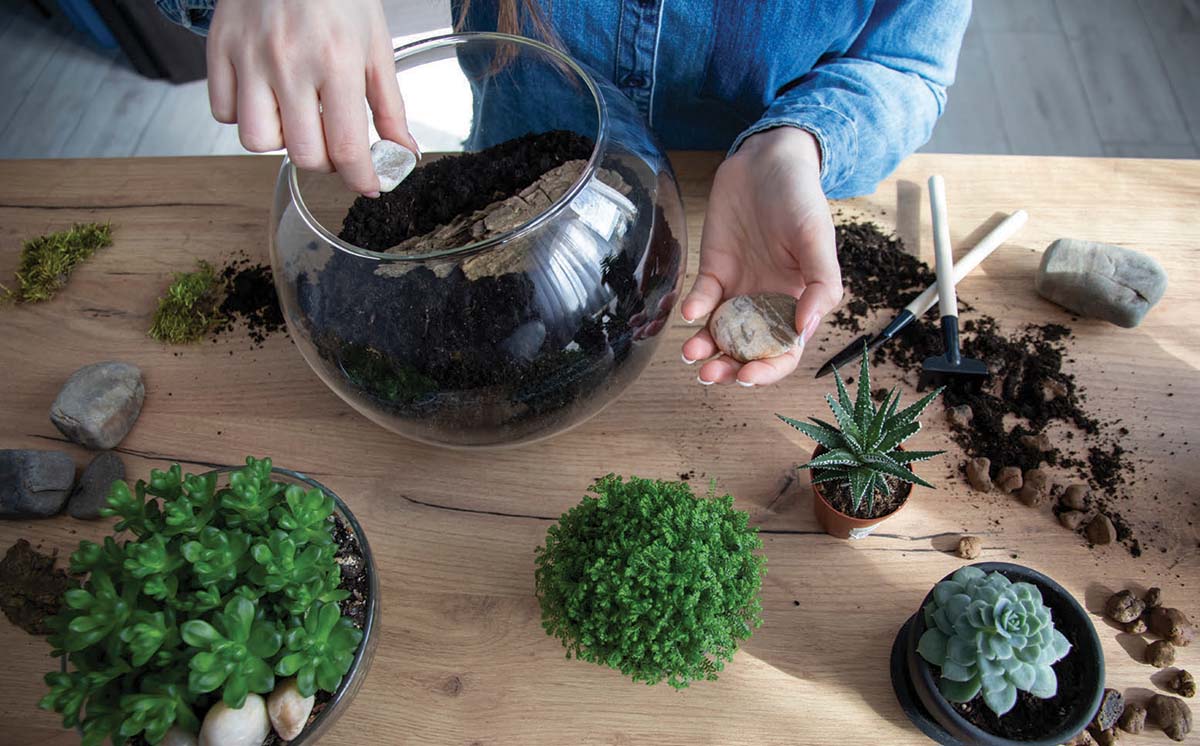 building a terrarium