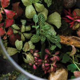 plants in a terrarium