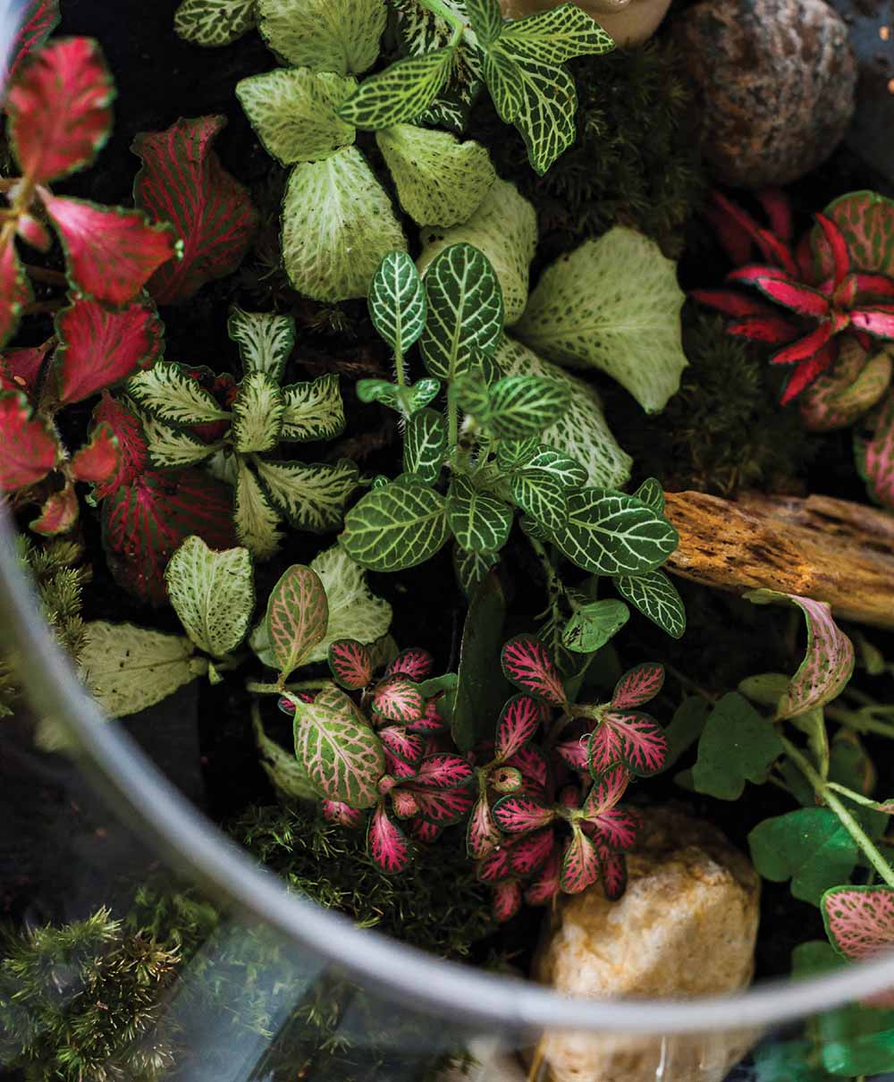 plants in a terrarium