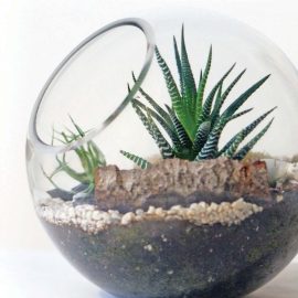 terrarium