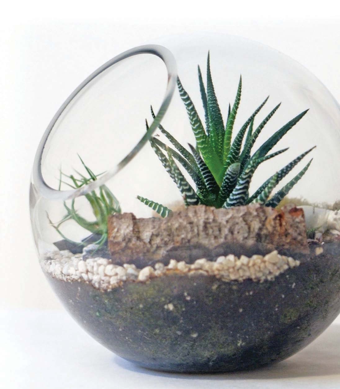 terrarium