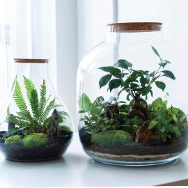 two terrariums