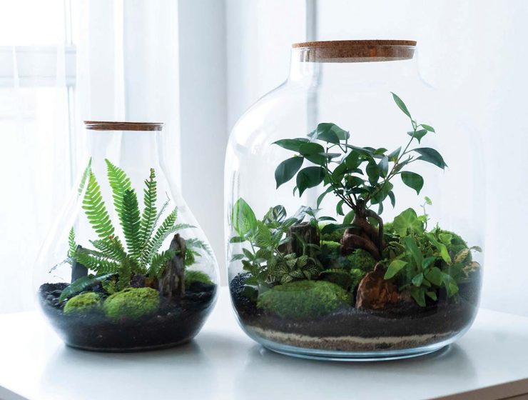 two terrariums