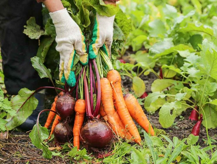 harvesting vegetables