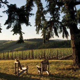 vineyard