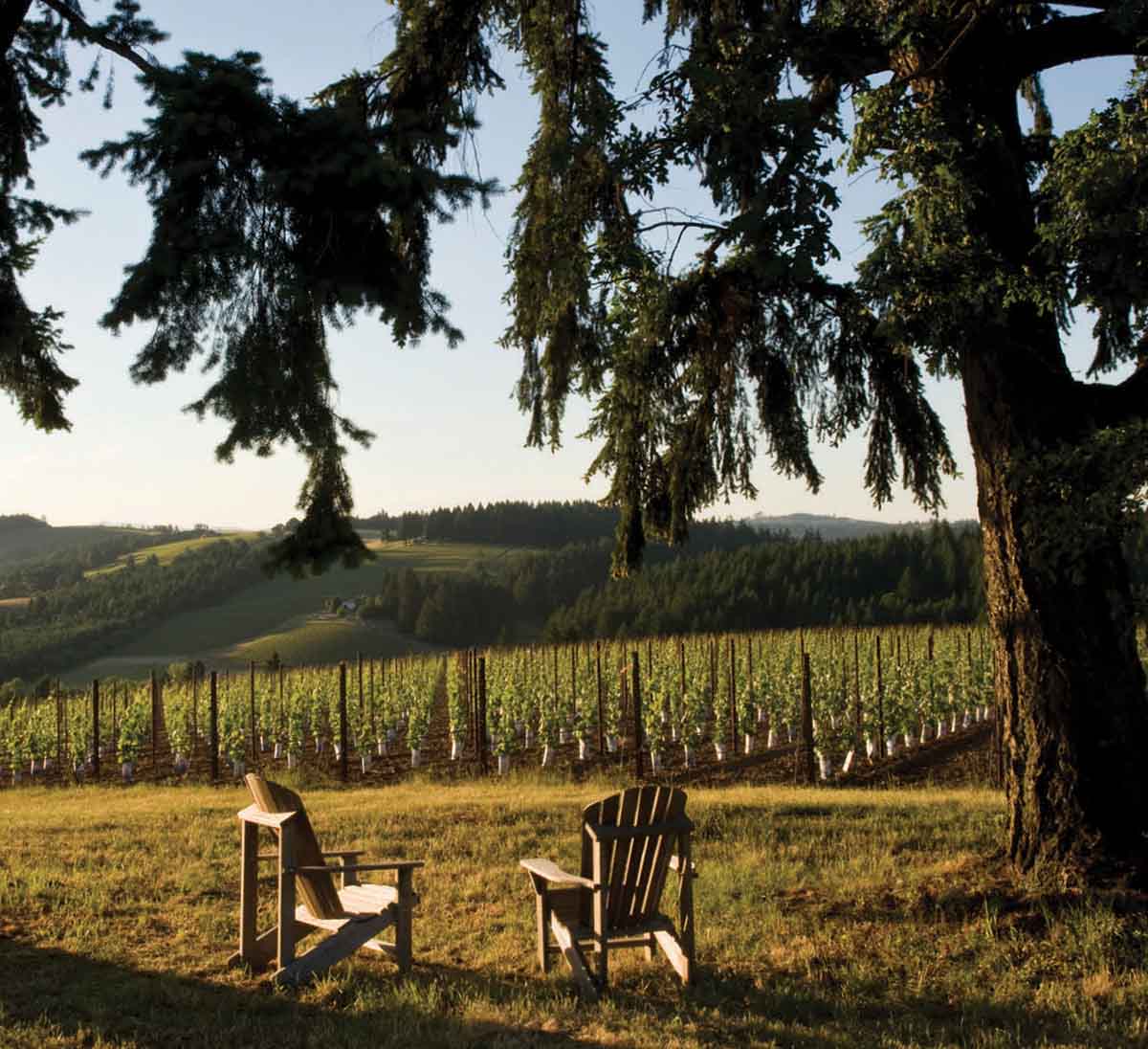 vineyard