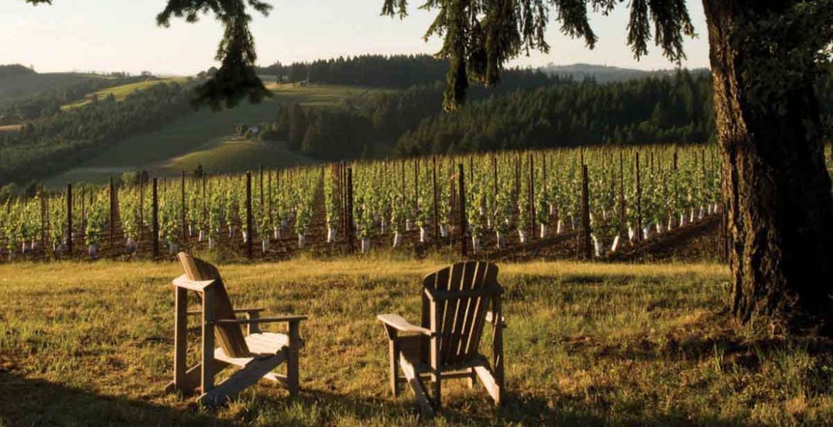 vineyard featured image