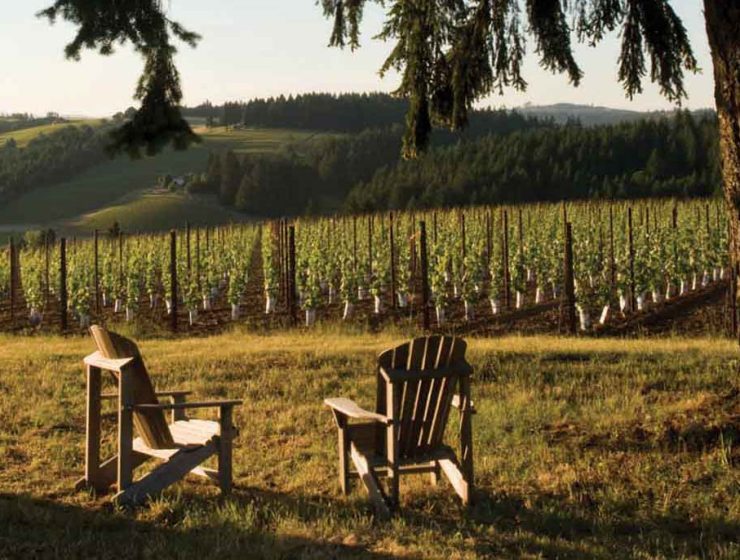 vineyard featured image