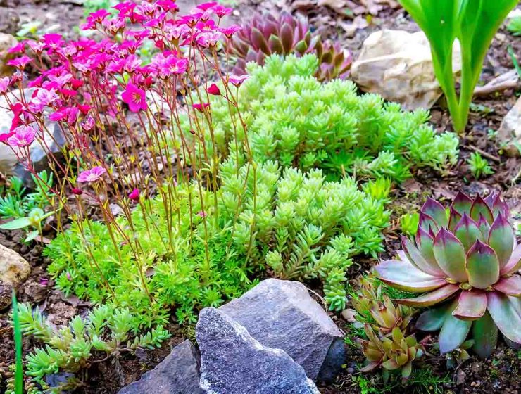 flowers and succulents