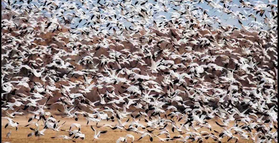 Bosque del Apache snow geese