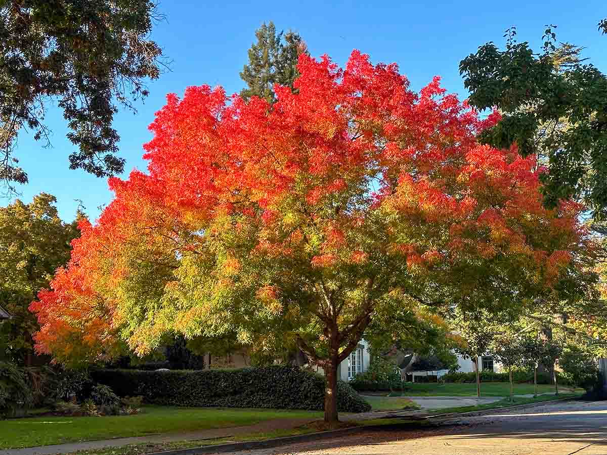Autumn tree