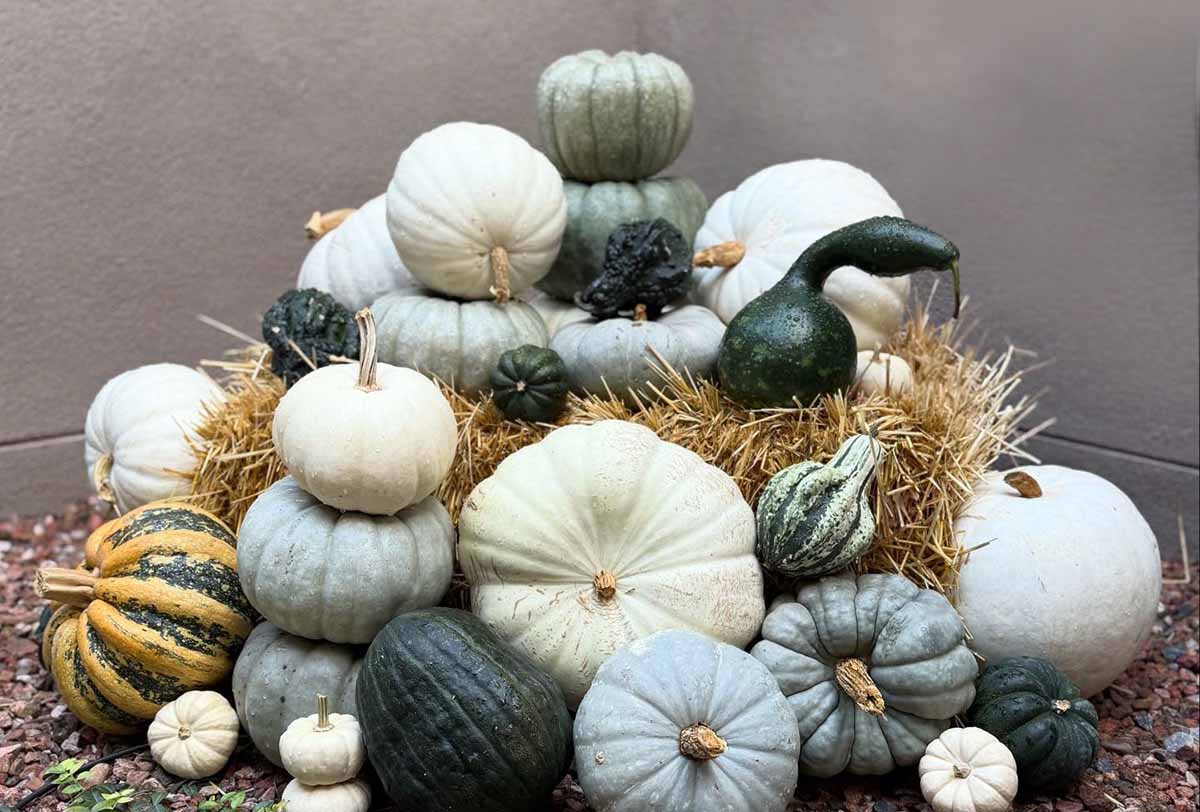 assortment of gourds